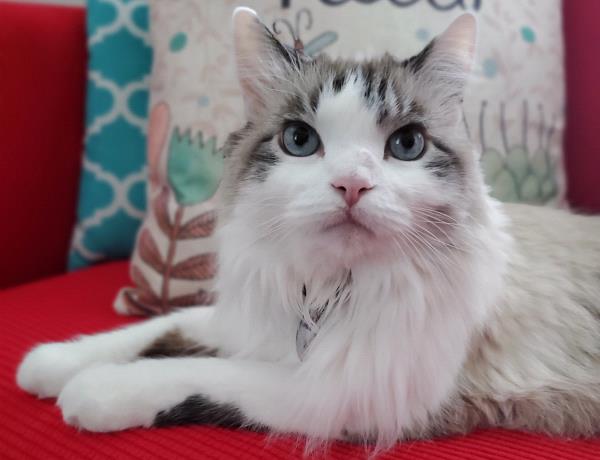 /Images/uploads/The Murphee and Sugar Angel Foundation/murpheeandsugar-pet-photo-contest-fundraiser/entries/27756thumb.jpg
